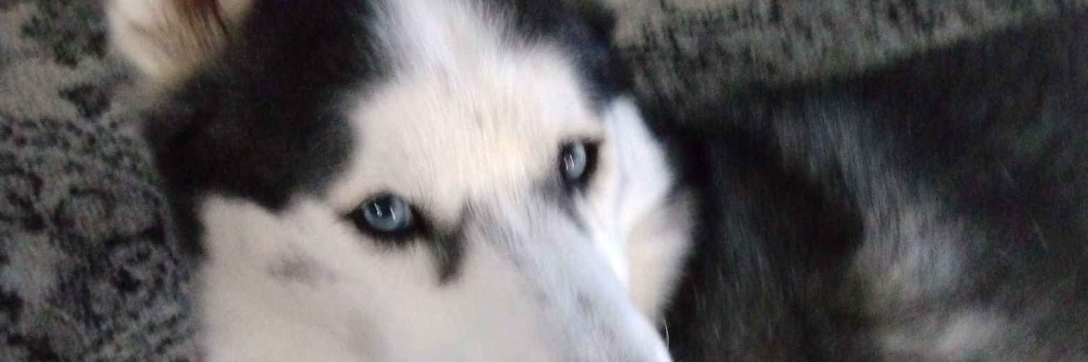 Roxy 💙💙💙🌊🌊🌊🌺 banner