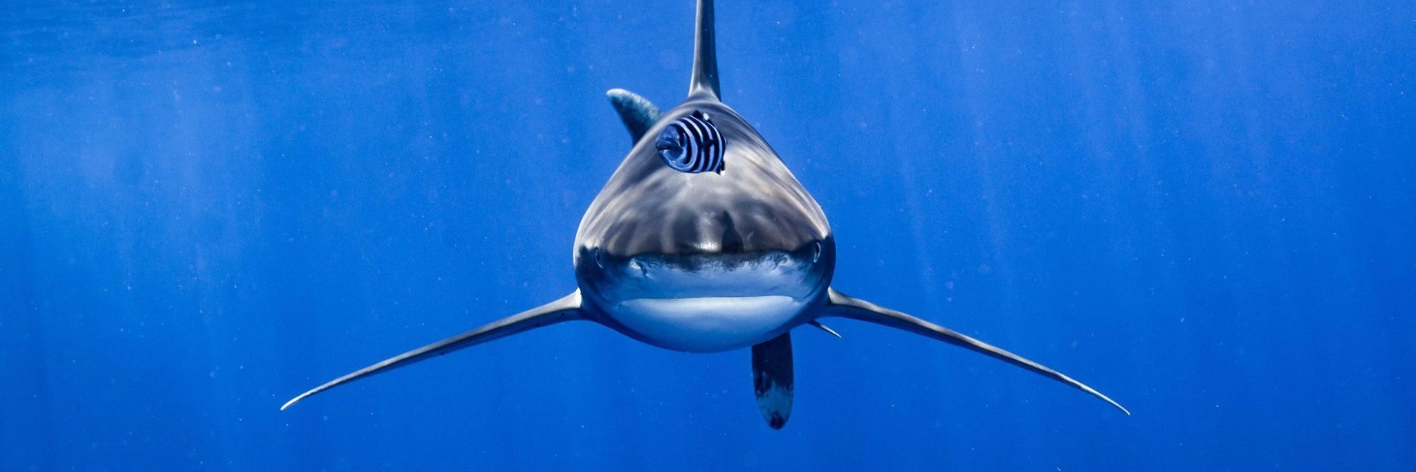 Steph Ghislain banner