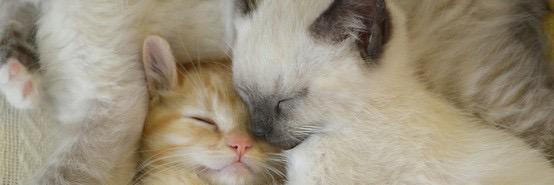 Kitty_Gram's profile banner image