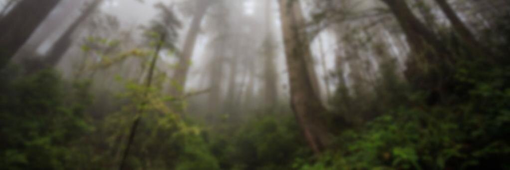 Mycotopia Official banner