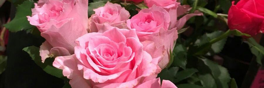 Miems Jansen van Vuuren banner