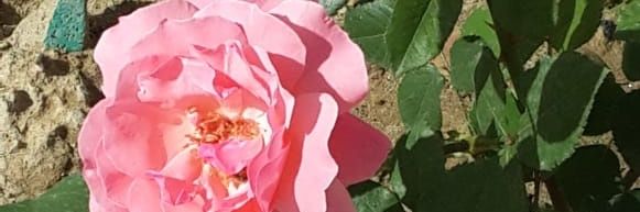 ammit_5's profile banner image