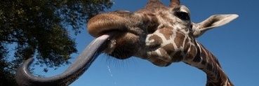 OctobearsharkJ's profile banner image