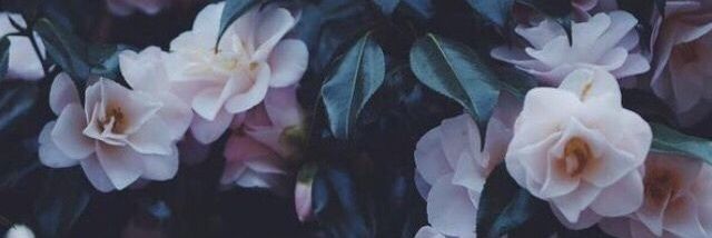 Sramirezc_03's profile banner image