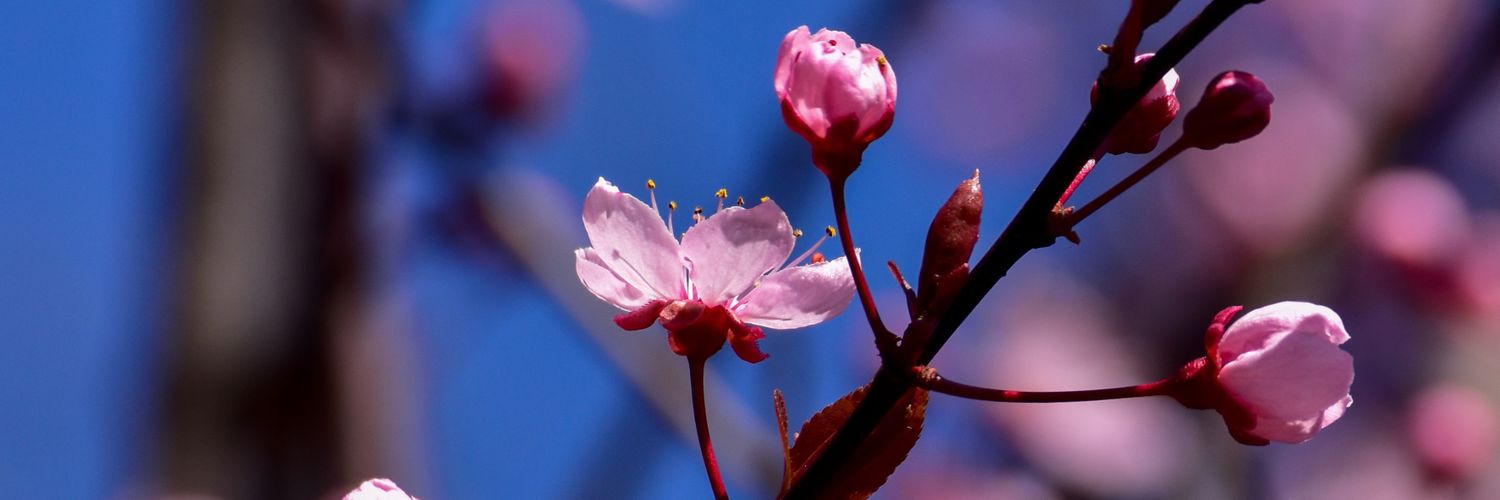 Phintor1's profile banner image