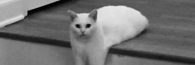 caththepusaa's profile banner image