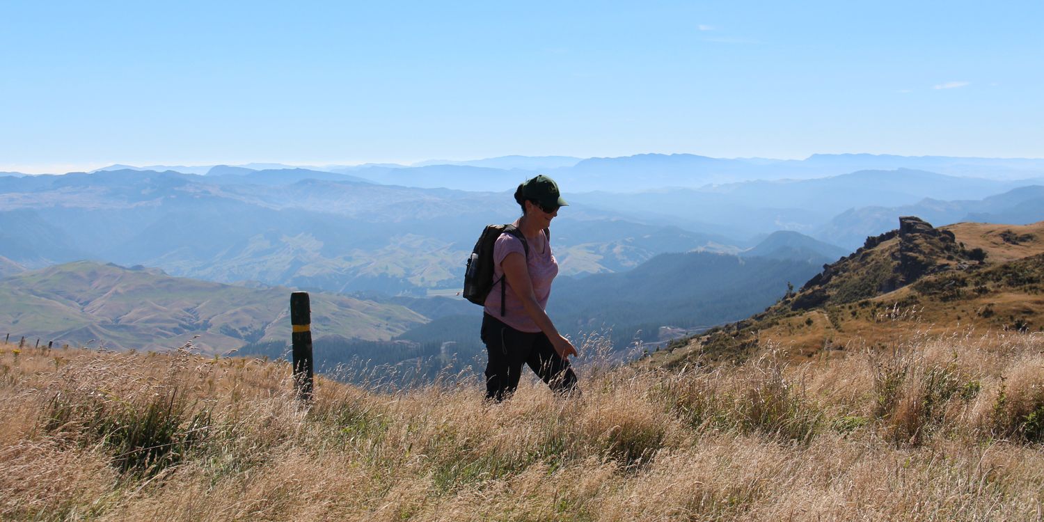birdbrainnz's profile banner image
