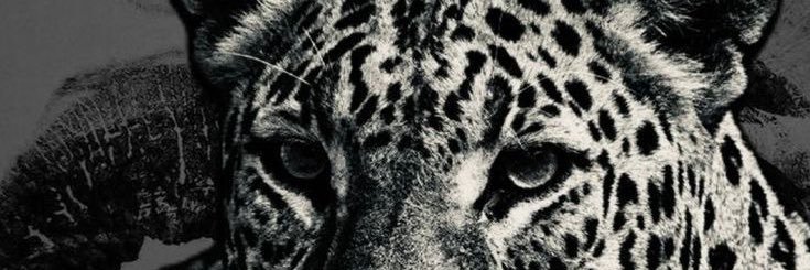 biburrak's profile banner image