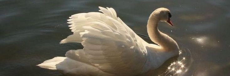afreesoul__'s profile banner image