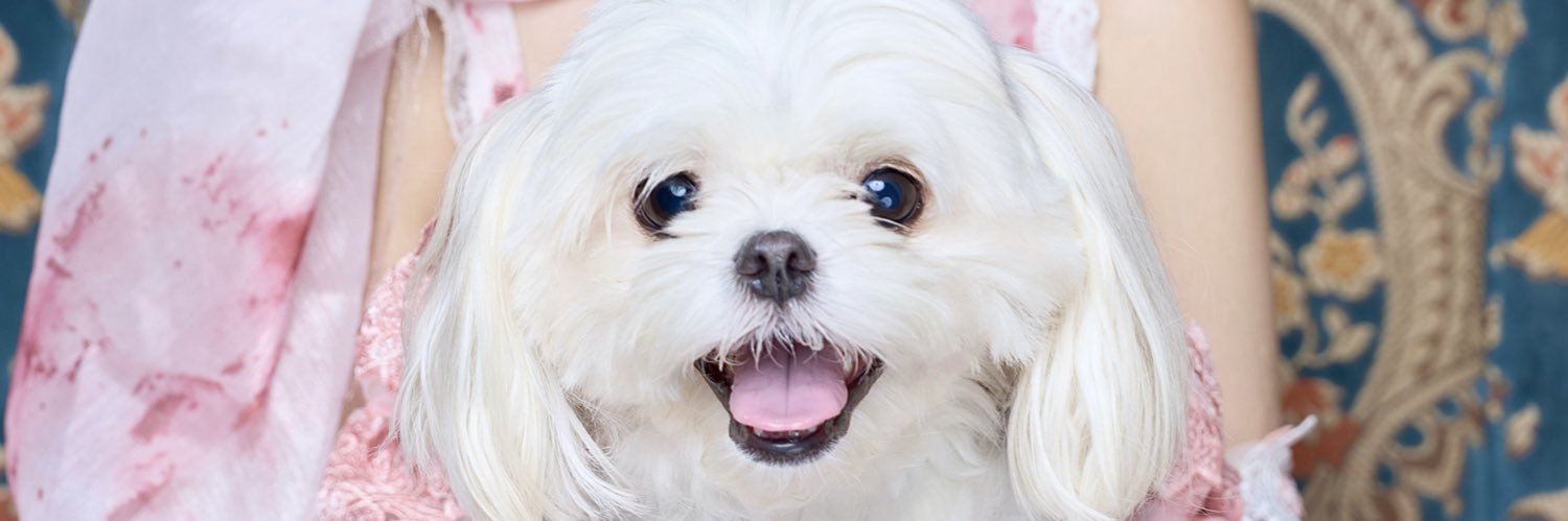 なのみゅー【シュレ犬】🦴 banner