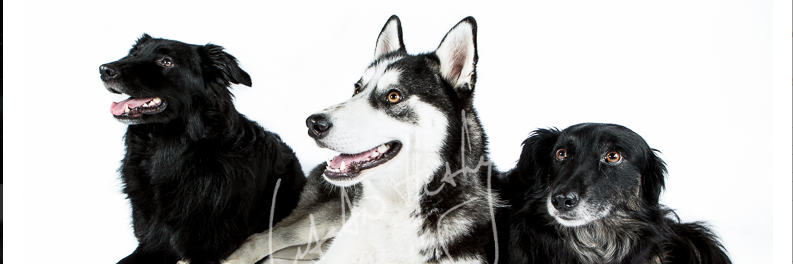 flynn_fiona's profile banner image