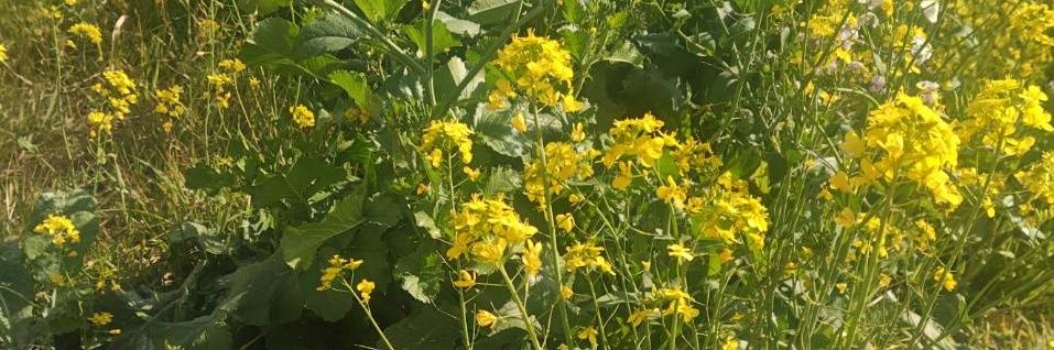 Ｈａｍａｋｏ banner