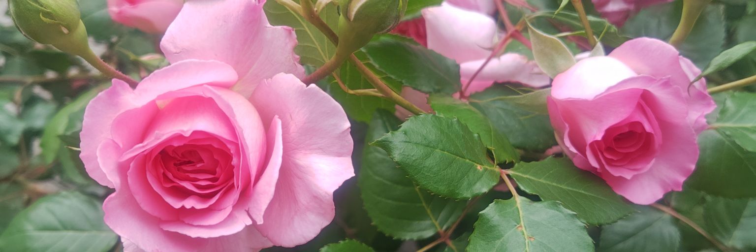 hamako415's profile banner image