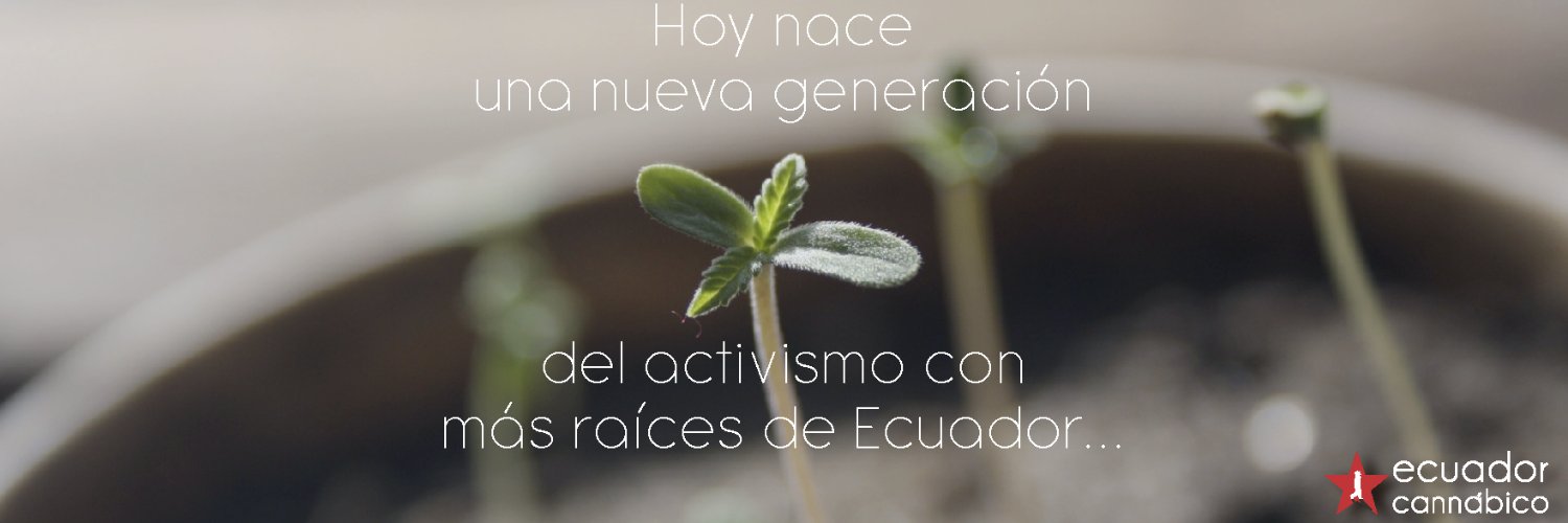 Ecuador Cannabico banner
