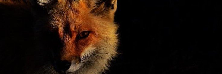 CrisNass__'s profile banner image