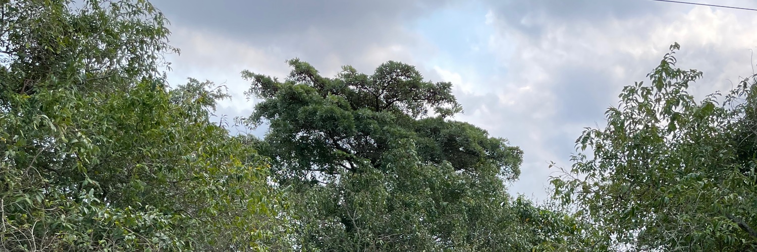 Huldamoreira1's profile banner image