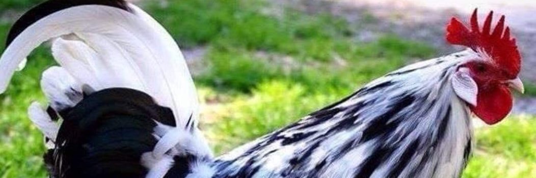 artedepescar's profile banner image