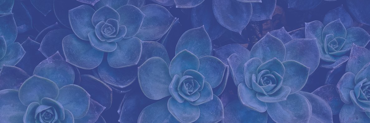 Jennifer van Alstyne's banner