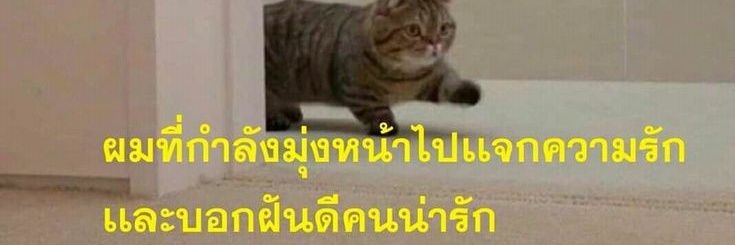 mymariamary's profile banner image