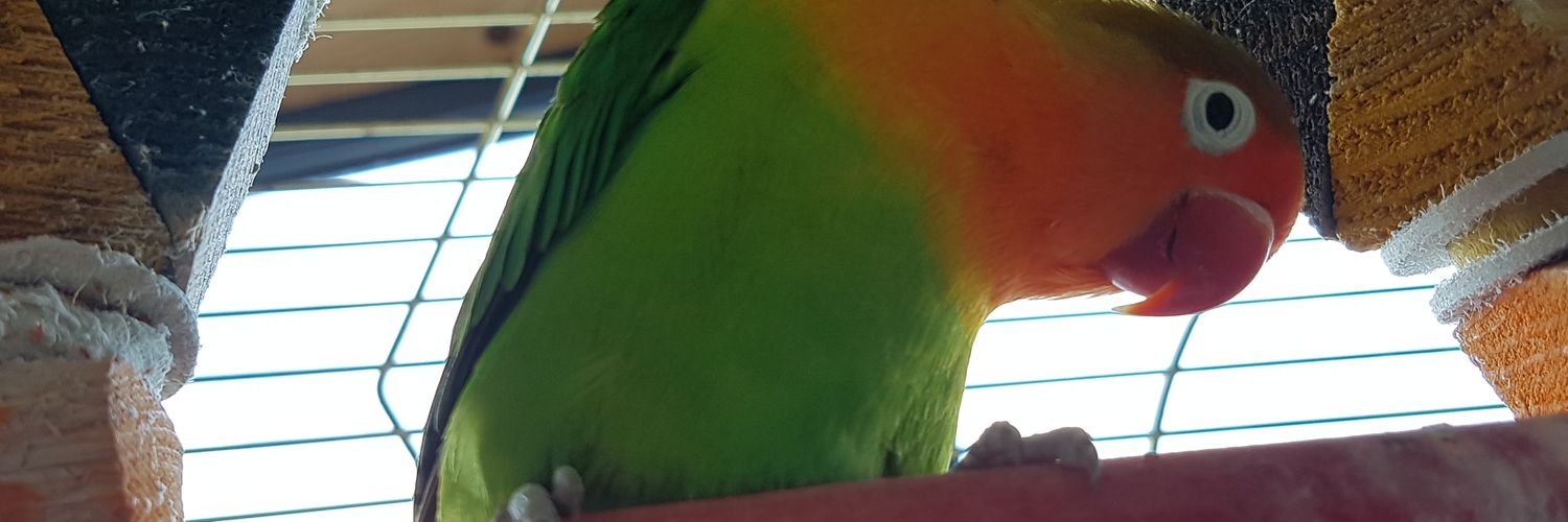 Hellsyswinged's profile banner image