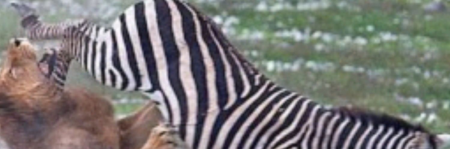 Zebra43908746's profile banner image