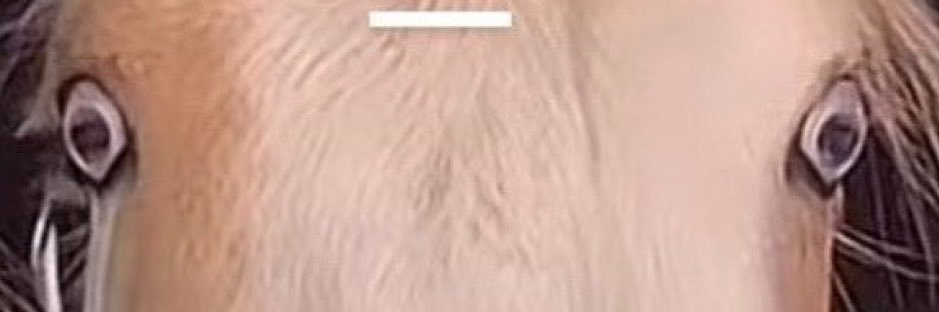 Maximilian banner