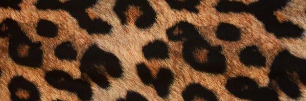 MsLiveScene's profile banner image