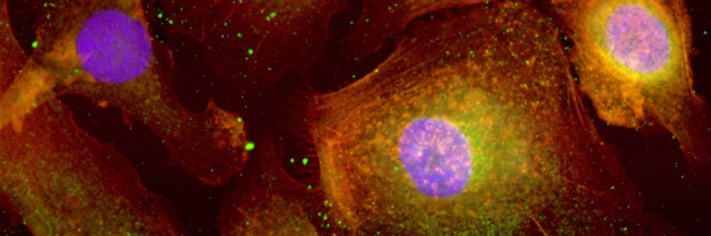 Kathryn Moore Lab banner