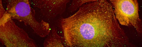 KathrynMooreLab Profile Banner