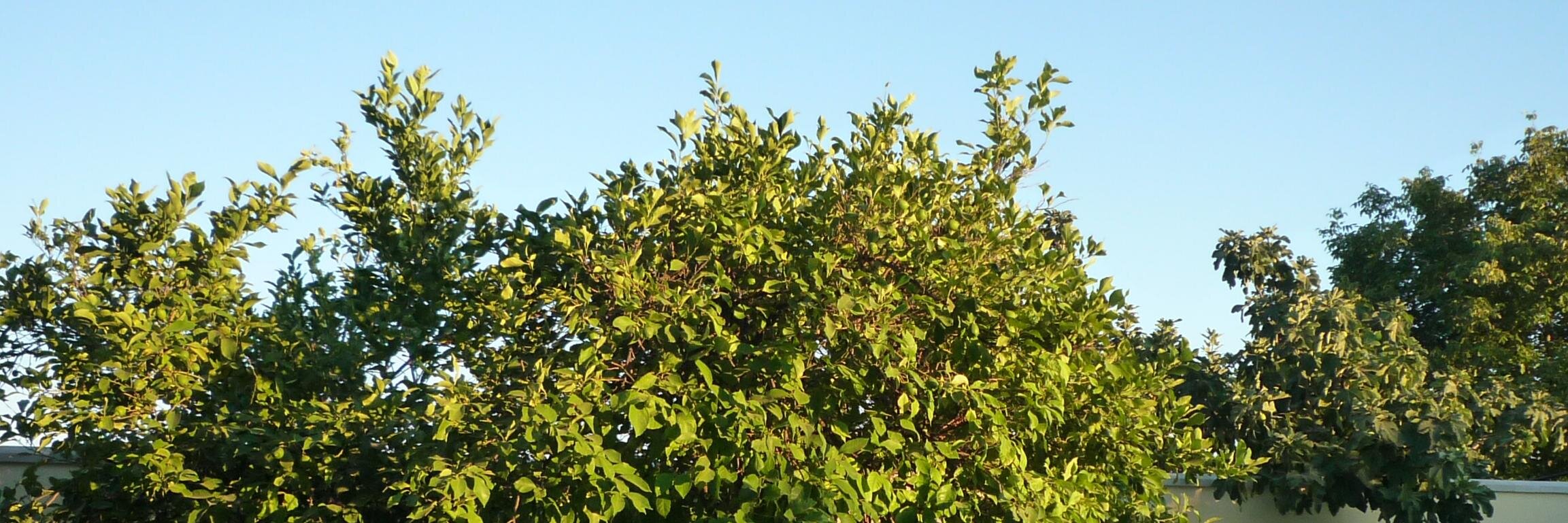 Juan Alcaide Rubio banner