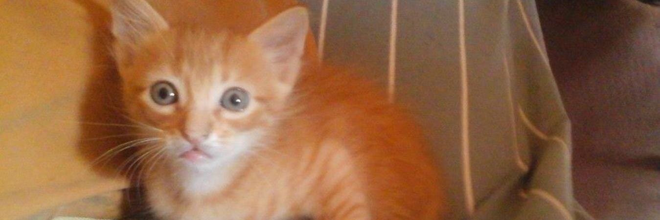 thati_rt's profile banner image