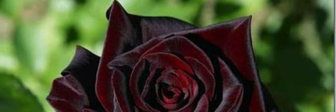 esgadi's profile banner image