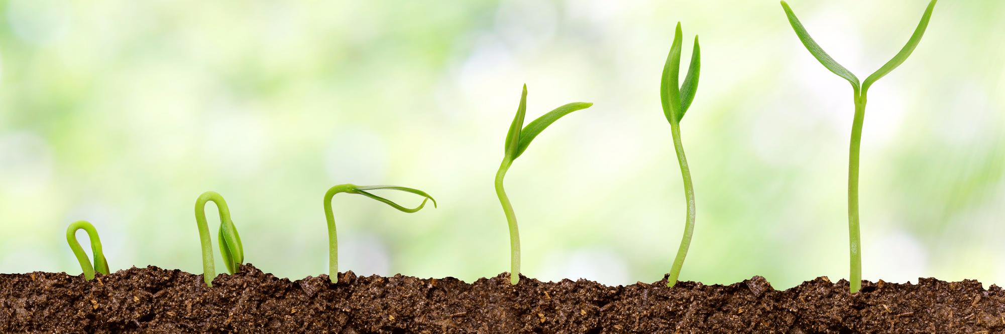developmentden's profile banner image