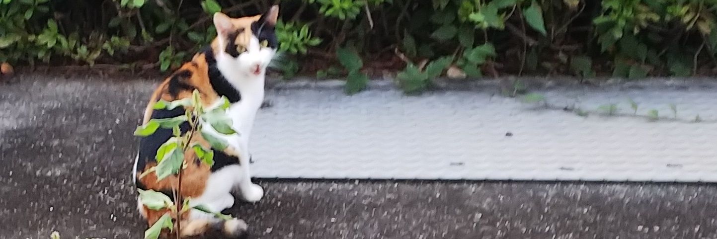 みなと(ω･ﾐэ )Э banner