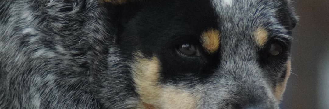 Puga117LJ's profile banner image