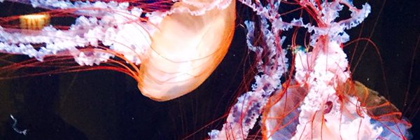 hanikuttab Profile Banner