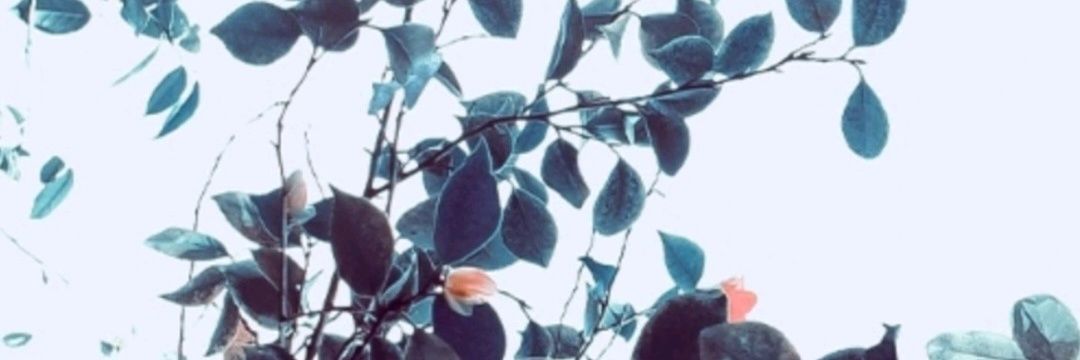 anms_oo's profile banner image