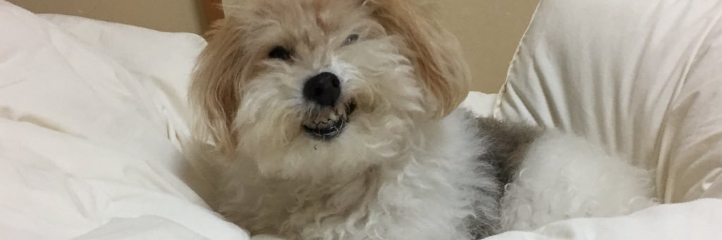tr_pee's profile banner image