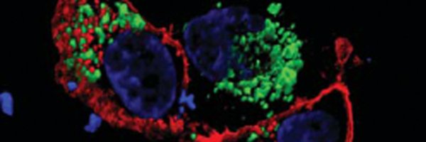 School of Immunology & Microbial Sciences Profile Banner