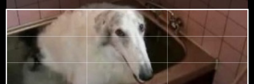 borzoifan666's profile banner image