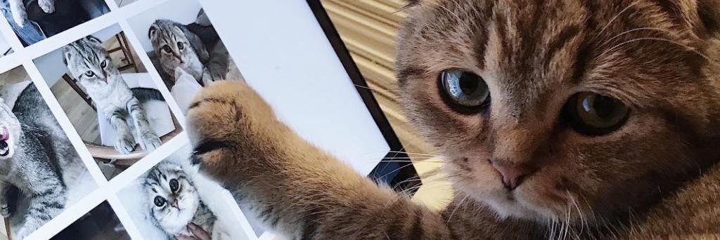 catmobyofficial's profile banner image