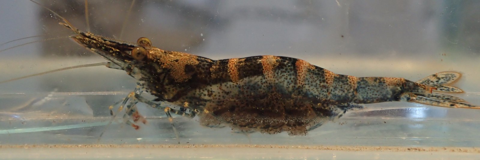 Valentin de Mazancourt banner