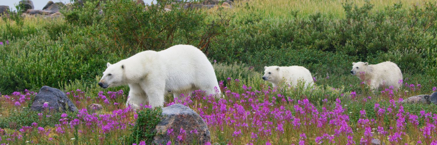 I am Bar 🐻 banner