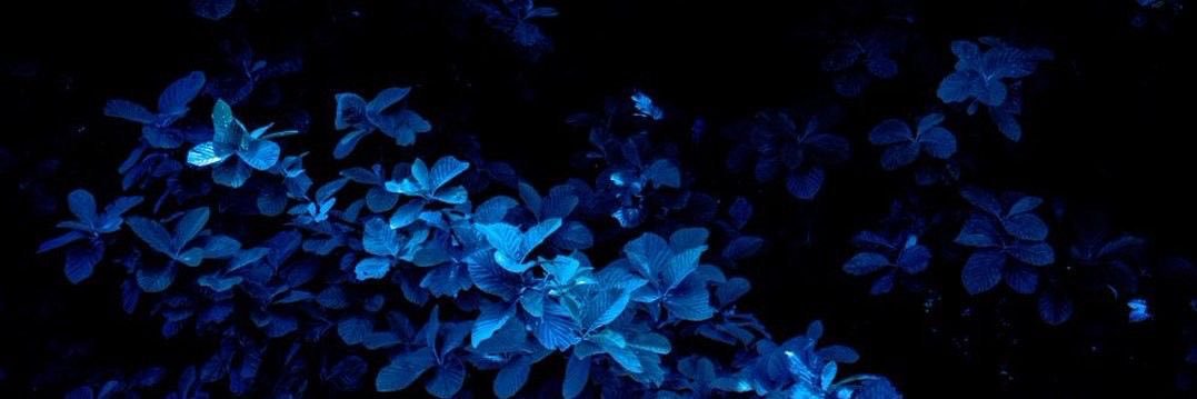 narcicynn's profile banner image