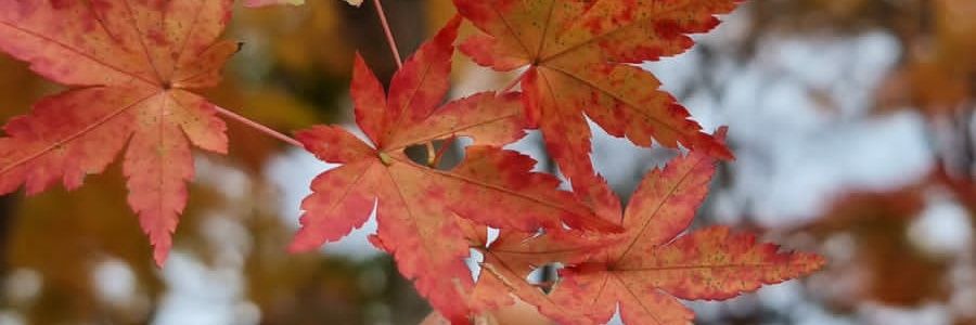 arfcii_'s profile banner image