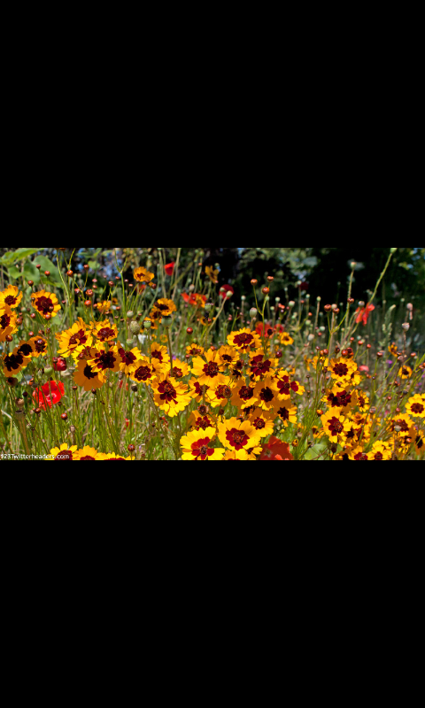 TonjaFaukner's profile banner image
