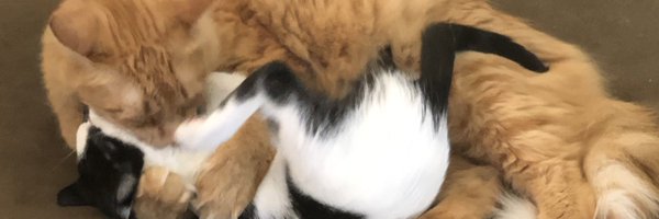 JillyLevy Profile Banner