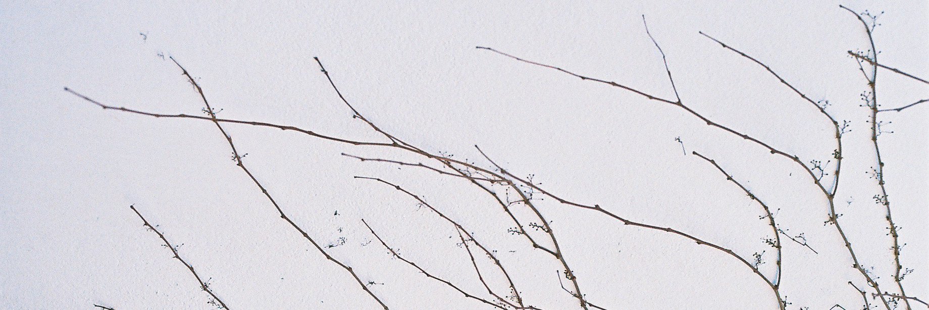 MalaurieCh's profile banner image