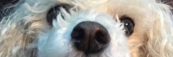 sylviessylk Profile Banner