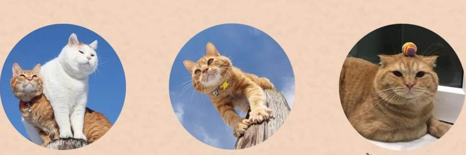 Chinchilla2222's profile banner image